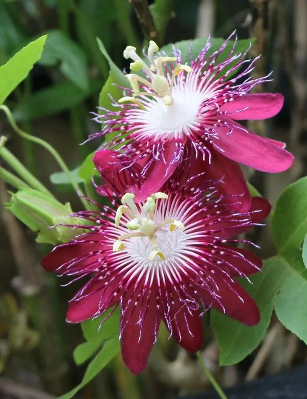 Passion_(Red)_Flowering_Plant_(1.5-2.5_Ft_Hight)_For_Your_Home_Garden_Hybrid