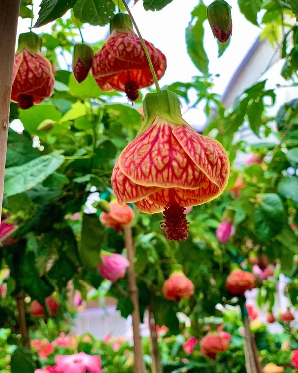 Red_Tiger_Flower_Plant_&_Tree_(1.5-3.5_Ft_Hight)_Red_Tiger_Grafted_lower_Plant_For_Your_Home_Gardening_Hybrid