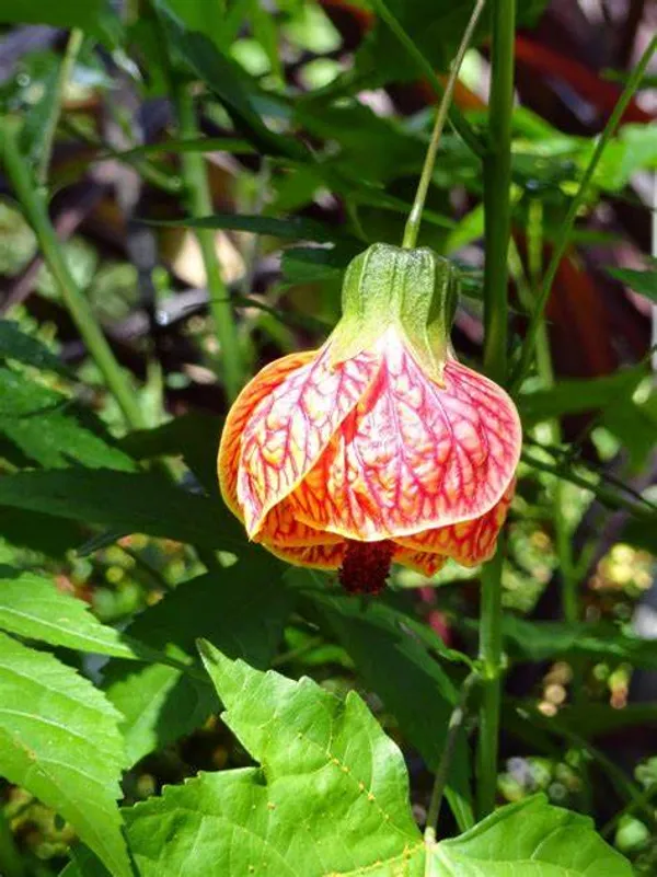 Red_Tiger_Flower_Plant_&_Tree_(1.5-3.5_Ft_Hight)_Red_Tiger_Grafted_lower_Plant_For_Your_Home_Gardening_Hybrid