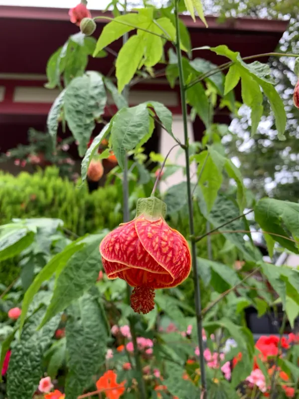 Red_Tiger_Flower_Plant_&_Tree_(1.5-3.5_Ft_Hight)_Red_Tiger_Grafted_lower_Plant_For_Your_Home_Gardening_Hybrid