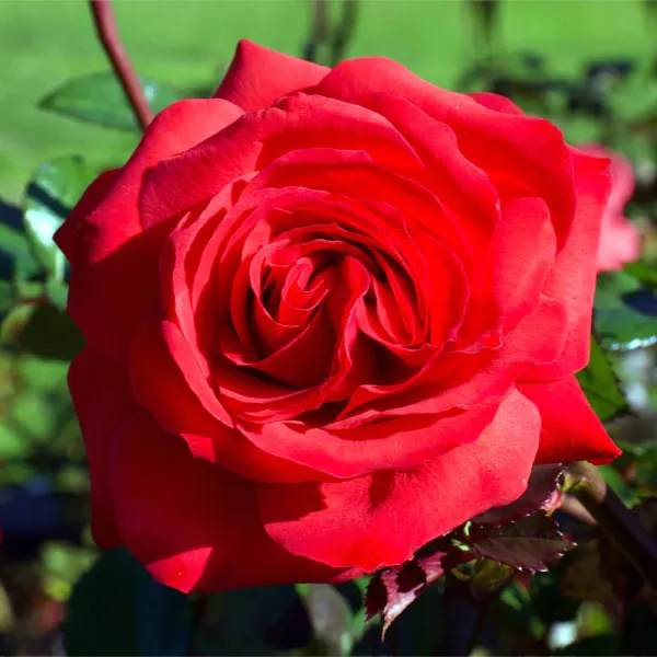 Red_Rose_Flower_Plant_Hybrid