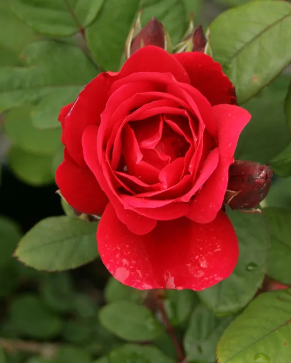 Red_Rose_Flower_Plant_Hybrid
