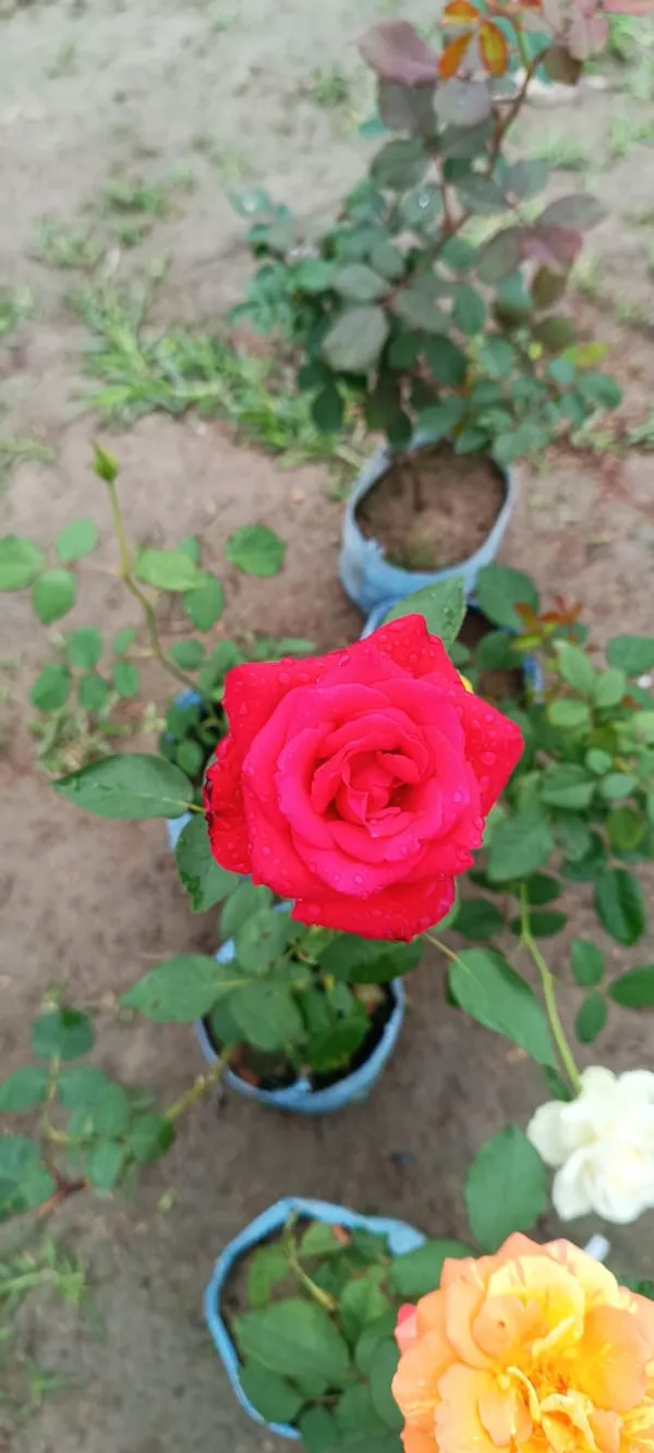Red_Rose_Flower_Plant_Hybrid