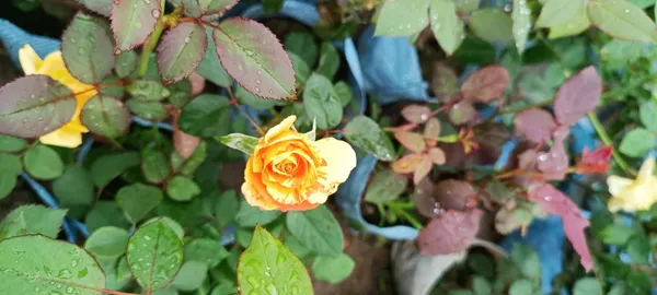 Multicolour_Rose_Plant