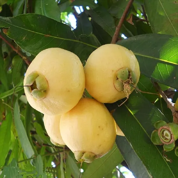Rose_Apple_Gulab_Jamun_Jambos_Variety_Fruit_(Air_Layering|Grafted_Plants_&_Tree(1.5-2_Feet_Size)