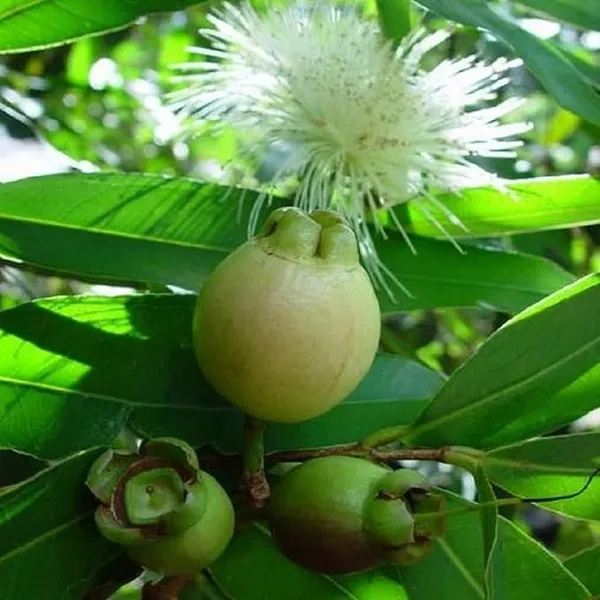 Rose_Apple_Gulab_Jamun_Jambos_Variety_Fruit_(Air_Layering|Grafted_Plants_&_Tree(1.5-2_Feet_Size)
