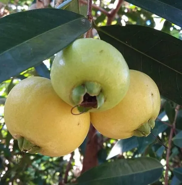 Rose_Apple_Gulab_Jamun_Jambos_Variety_Fruit_(Air_Layering|Grafted_Plants_&_Tree(1.5-2_Feet_Size)