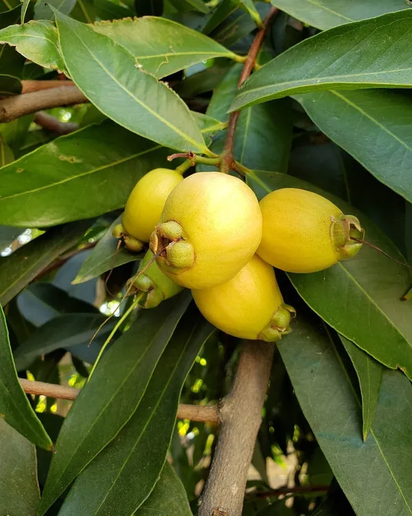 Hybrid_Rose_Apple_Plant_For_Gardening