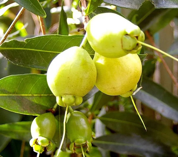 Hybrid_Rose_Apple_Plant_For_Gardening