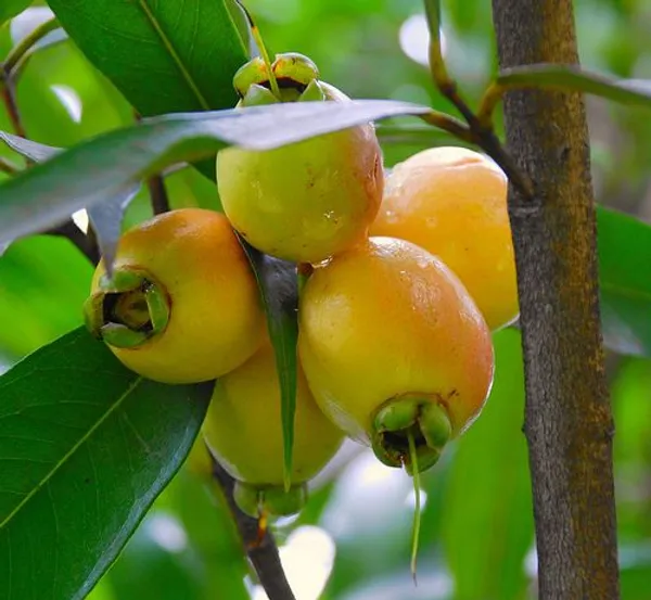Hybrid_Rose_Apple_Plant_For_Gardening
