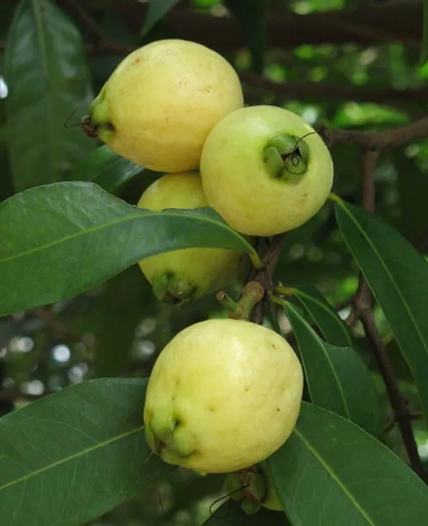 Hybrid_Rose_Apple_Plant_For_Gardening