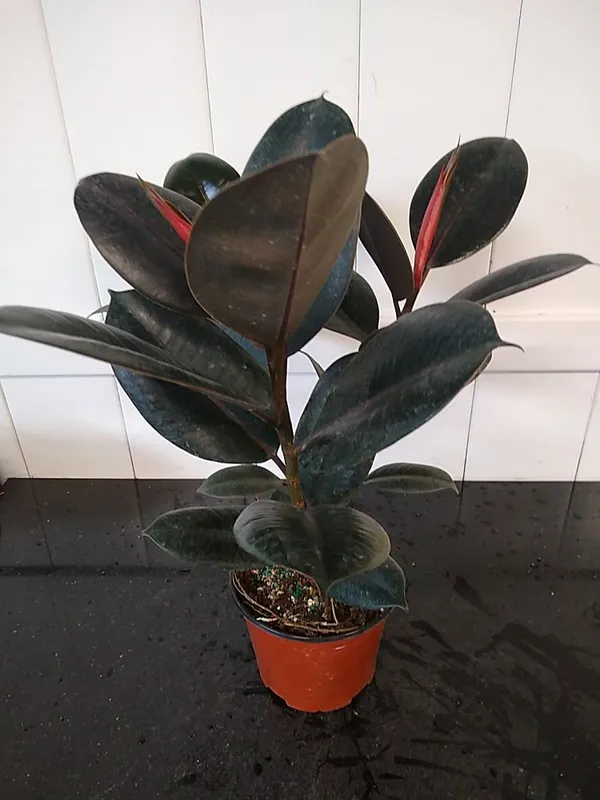 Rubber_(Air_Purifying)_Indoor|Outdoor_Plant_&_Tree_For_Home_Garden_Hybrid