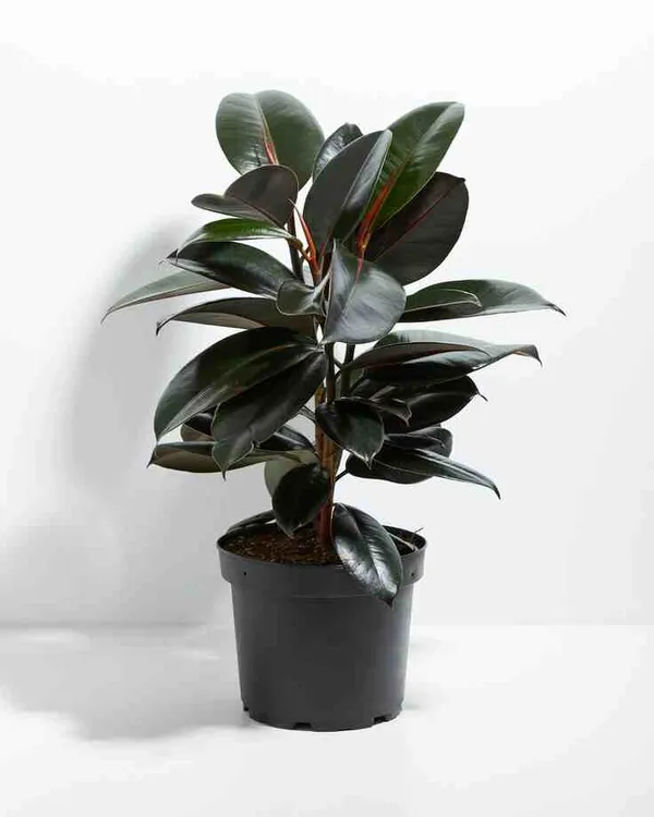 Rubber_(Air_Purifying)_Indoor|Outdoor_Plant_&_Tree_For_Home_Garden_Hybrid