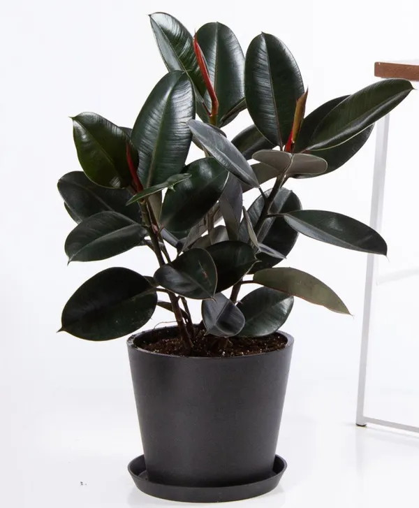 Rubber_(Air_Purifying)_Indoor_Plant_For_Home_Decoration_&_Gardening_(1.5-3.5_Ft_Hight)
