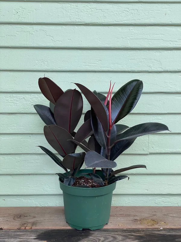 Rubber_(Air_Purifying)_Indoor_Plant_For_Home_Decoration_&_Gardening_(1.5-3.5_Ft_Hight)