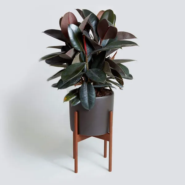 Rubber_(Air_Purifying)_Indoor_Plant_For_Home_Decoration_&_Gardening_(1.5-3.5_Ft_Hight)