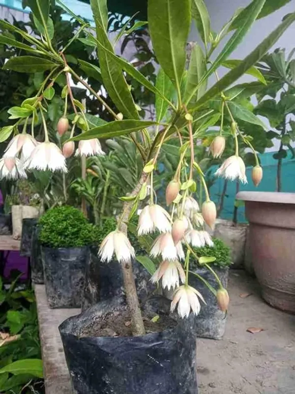 Rudraksha_Plant_For_Home_Garden