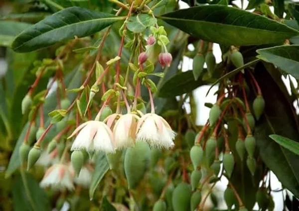 Rudraksha_Plant_For_Home_Garden