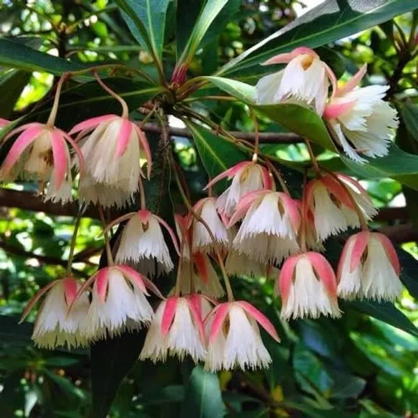 Rudraksha_Plant_For_Home_Garden