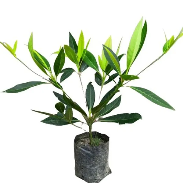 Rudraksha_Plant_For_Home_Garden