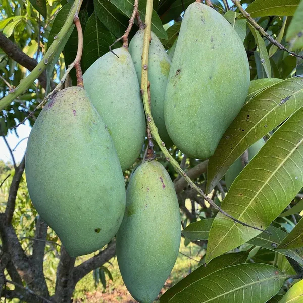 Totapuri_Hybrid_Mango_Fruit_Plant_&_Tree_For_Sweet_Home_Gardening_(1.5-3.5_Ft_Hight)_Grafted