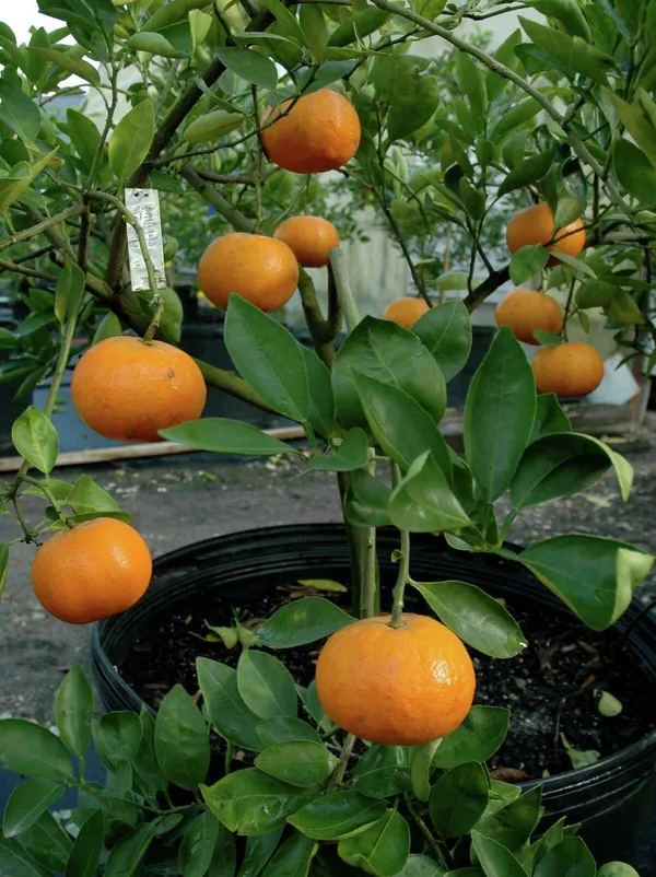 Satsuma_Mandarin/|Orange_Fruit_Plant_&_Tree_(1.5-3.5_Ft_Hight)_For_Home_Gardening_Well_Watered_Orange_Healthy_Fruit_Plant_Hybrid