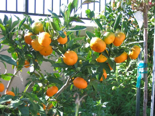 Satsuma_Mandarin/|Orange_Fruit_Plant_&_Tree_(1.5-3.5_Ft_Hight)_For_Home_Gardening_Well_Watered_Orange_Healthy_Fruit_Plant_Hybrid