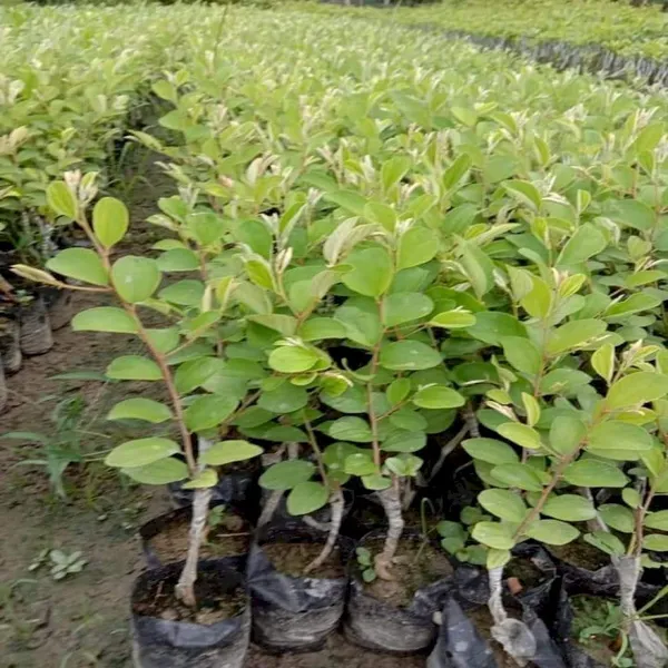 Thai_All_Time_Seedless_Apple_Ber_Plant_&_Tree_For_Gardening