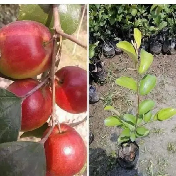 Thai_All_Time_Seedless_Apple_Ber_Plant_&_Tree_For_Gardening