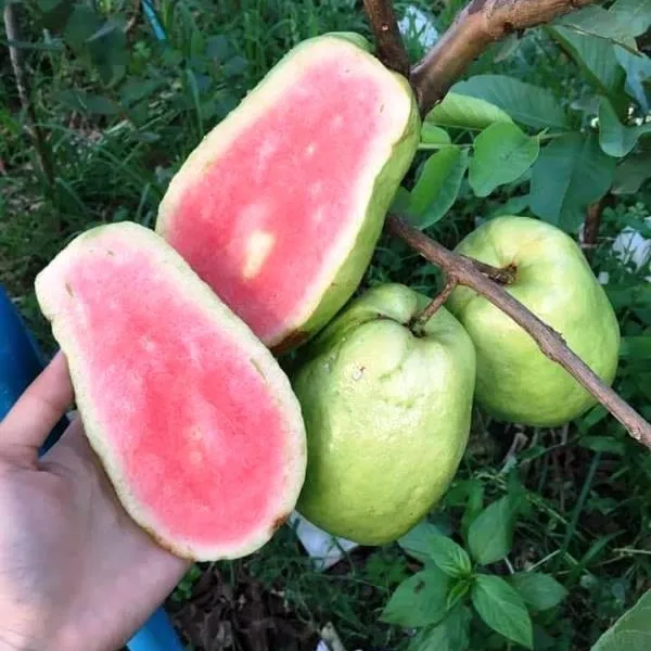 Grafted_eedless_Sweet_Guava_Hybrid_Plant