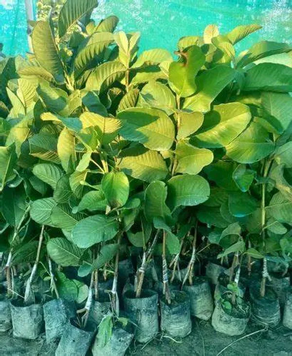 Grafted_eedless_Sweet_Guava_Hybrid_Plant