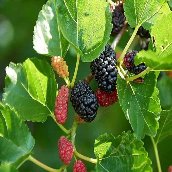 Mulberry_Shahtoot_All_Time_Variety_Fruit_(Air_Layering)_Grafted_Plants_&_Tree