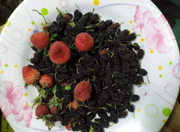 Mulberry_Shahtoot_All_Time_Variety_Fruit_(Air_Layering)_Grafted_Plants_&_Tree
