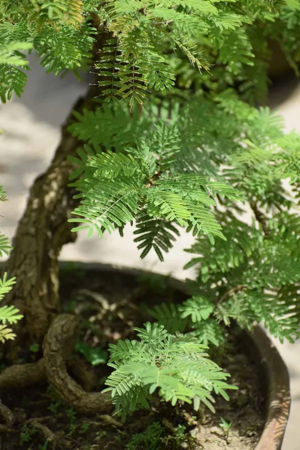 Shami_(Air_Purifying)_Plant_&_Tree_For_Your_Home_Gardening_Hybrid