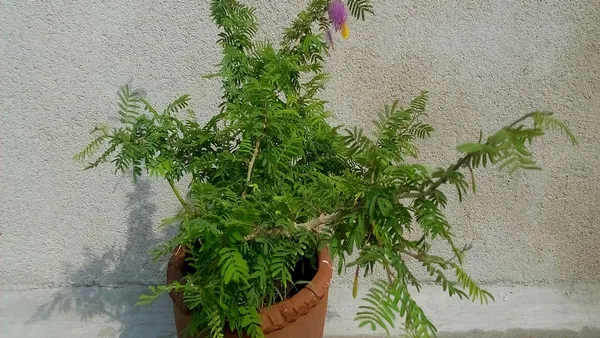 Shami_Healthy_Plant_&_Tree_(1.5-3.5_Ft_Hight)_Shami_Plant_Good_For_Puja