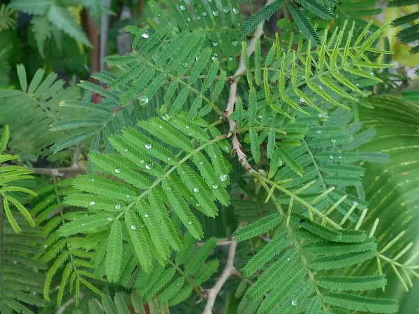 Shami_Healthy_Plant_&_Tree_(1.5-3.5_Ft_Hight)_Shami_Plant_Good_For_Puja