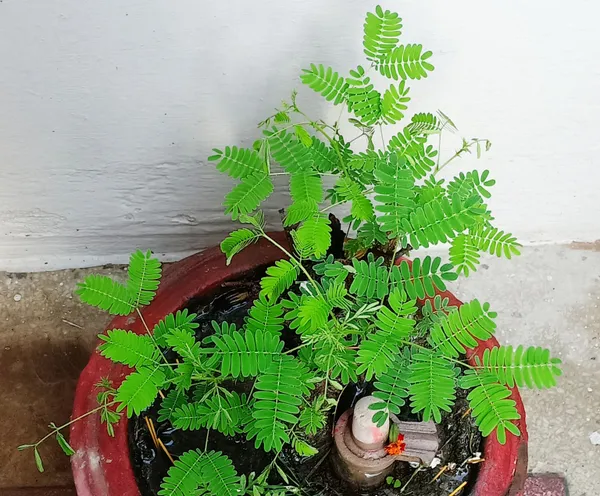 Shami_Healthy_Plant_&_Tree_(1.5-3.5_Ft_Hight)_Shami_Plant_Good_For_Puja