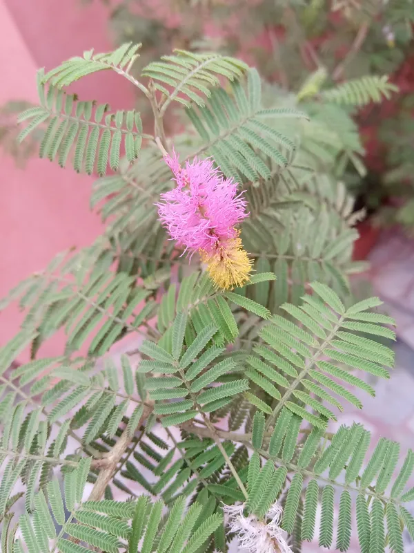 Shami_Healthy_Plant_&_Tree_(1.5-3.5_Ft_Hight)_Shami_Plant_Good_For_Puja