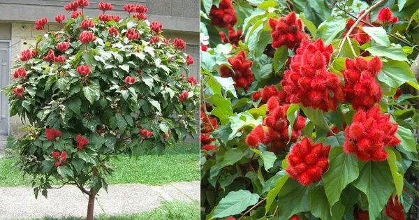 Sindoor_Fruit_Plant_&_Tree_(1.5-3.5_Ft_Hight_)_For_Home_Gardening_Sindur_Hybrid_Fruit_Plant