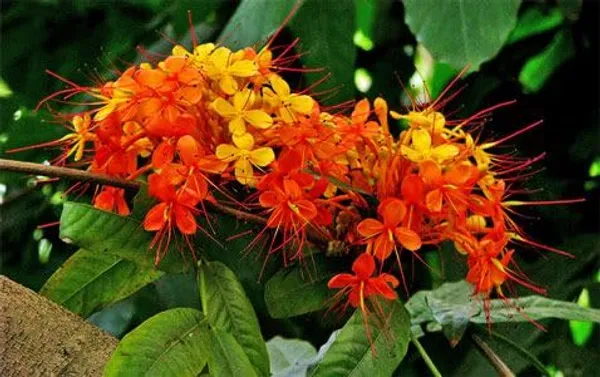 Sita_Ashoka_Plant_&_Tree_Six_Month_Old_Plant