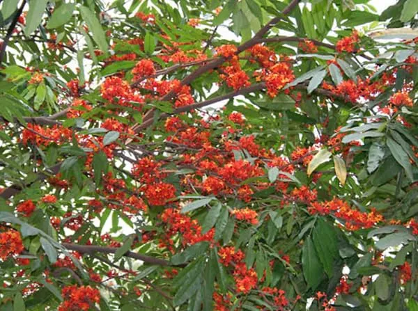 Sita_Ashoka_Plant_&_Tree_Six_Month_Old_Plant
