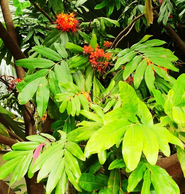 Sita_Ashoka_Plant_&_Tree_Six_Month_Old_Plant