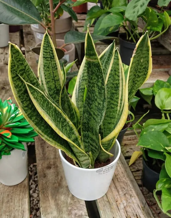Yellow_Sanke_(Air_Purifying)_Indoor_Plant_For_Your_Home_Decoration_&_Gardening_Yellow_Snake_Plant