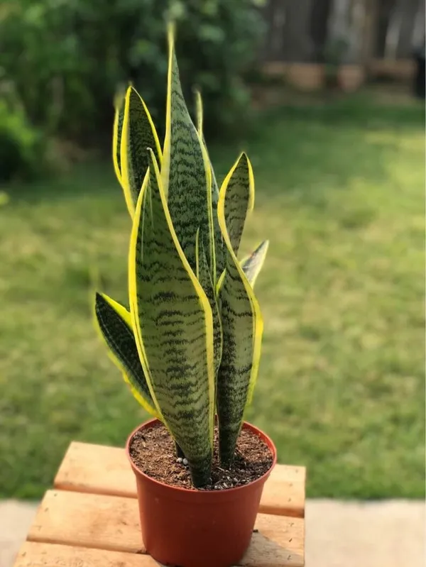 Yellow_Sanke_(Air_Purifying)_Indoor_Plant_For_Your_Home_Decoration_&_Gardening_Yellow_Snake_Plant