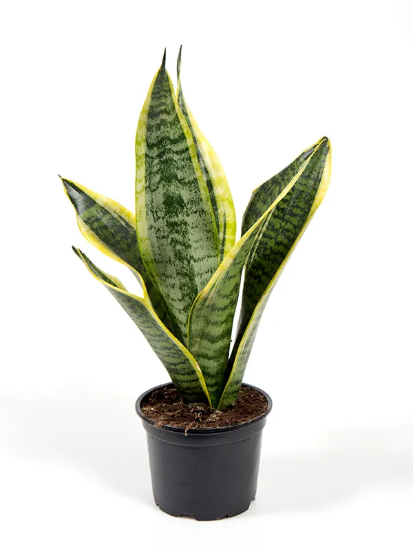 Yellow_Sanke_(Air_Purifying)_Indoor_Plant_For_Your_Home_Decoration_&_Gardening_Yellow_Snake_Plant