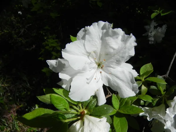 Snow_White_Azalea_Flowering_Plant_&_Tree_For_Bush|Shrub|Home_Decoration_&_Garden__Healthy_Azalea_Flower_Plant