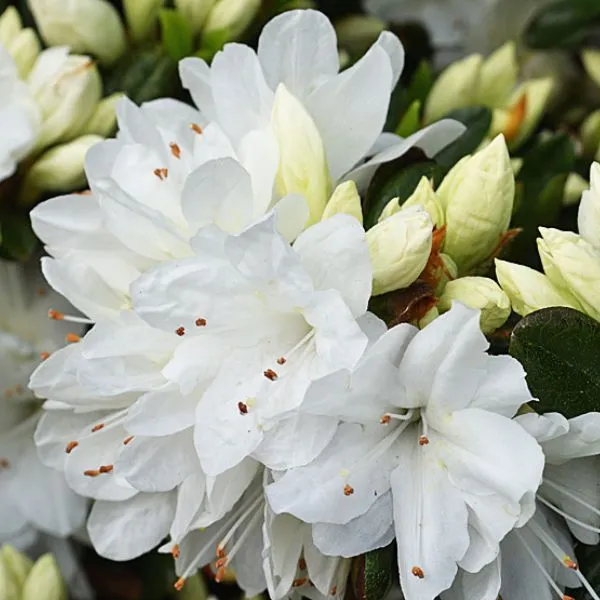 Snow_White_Azalea_Flowering_Plant_&_Tree_For_Bush|Shrub|Home_Decoration_&_Garden__Healthy_Azalea_Flower_Plant
