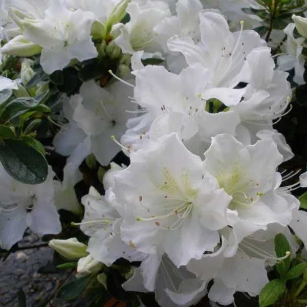 Snow_White_Azalea_Flowering_Plant_&_Tree_For_Bush|Shrub|Home_Decoration_&_Garden__Healthy_Azalea_Flower_Plant