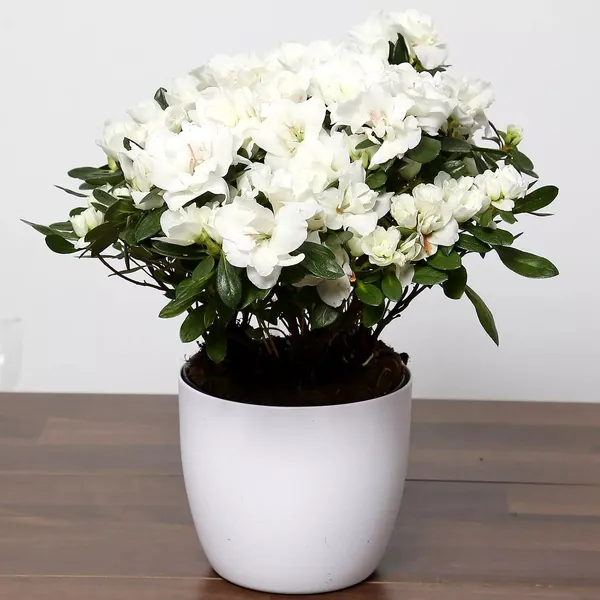 Snow_White_Azalea_Flowering_Plant_&_Tree_For_Bush|Shrub|Home_Decoration_&_Garden__Healthy_Azalea_Flower_Plant