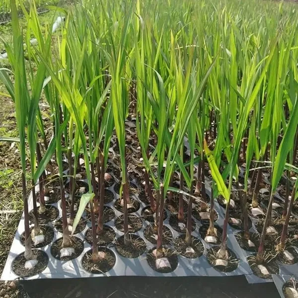 Soft_Pilipino_Black_Sugarcane_Ganna_Plants_&_Tree(1.5-3_Feet_Size)